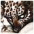 causheshisa